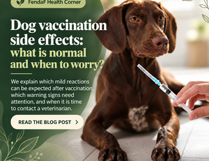 Brown dog beside a syringe with the heading “Dog vaccination side effects”