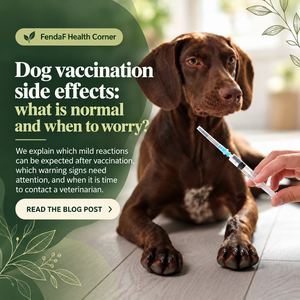 Brown dog beside a syringe with the heading “Dog vaccination side effects”