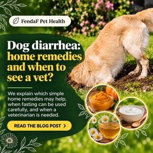Diarrhea in dogs - home remedies, fasting and when to see a vet