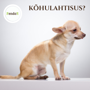 Kõhulahtisus koeral – kodused vahendid ja seedimise toetamine