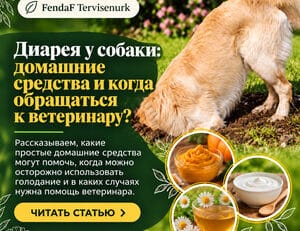 Диарея у собаки - домашняя помощь, голодание и когда обращаться к ветеринару?