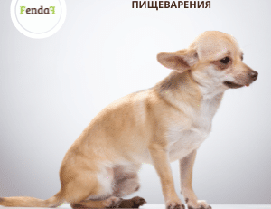 Диарея у собаки - домашняя помощь и поддержка пищеварения
