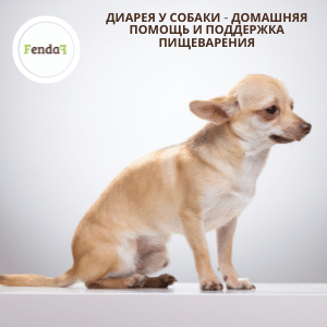 Диарея у собаки - домашняя помощь и поддержка пищеварения