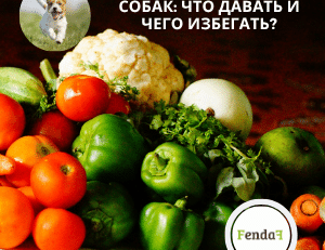 Овощи и фрукты для собак - безопасные варианты и обогащение рациона