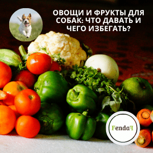 Овощи и фрукты для собак - безопасные варианты и обогащение рациона