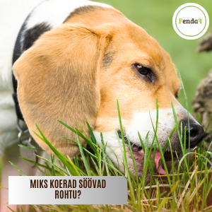 miks koerad söövad rohtu