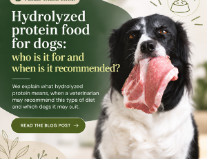 Hydrolyzed dog food: is it always the best choice?