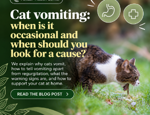 Cat vomiting: causes, hairballs and warning signs