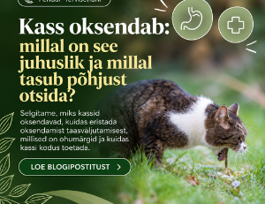 Kass oksendab: põhjused, karvapallid ja ohumärgid