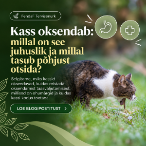 Kass oksendab: põhjused, karvapallid ja ohumärgid