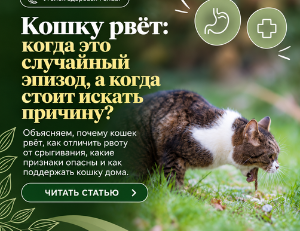 Рвота у кошки: причины, шерсть и тревожные признаки