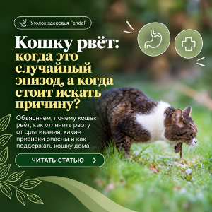 Рвота у кошки: причины, шерсть и тревожные признаки