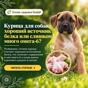 Курица для собак: хороший источник белка или слишком много омега-6?