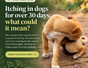 Itchy Dog: 30-Day Plan and Causes of Itching