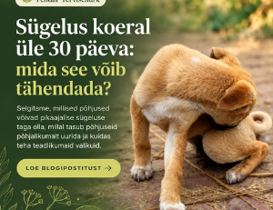 Sügelev koer: 30 päeva plaan ja sügeluse põhjused