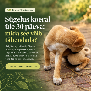 Sügelev koer: 30 päeva plaan ja sügeluse põhjused