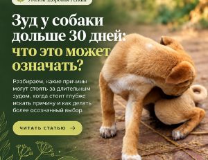 Собака чешется: причины зуда и план на 30 дней
