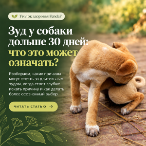 Собака чешется: причины зуда и план на 30 дней