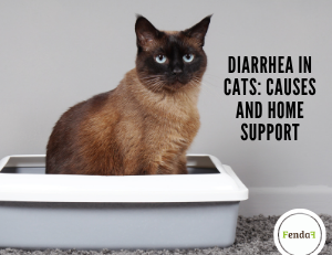 Diarrhea in Cats: Causes and Home Support