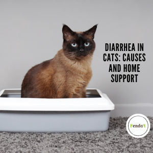 Diarrhea in Cats: Causes and Home Support