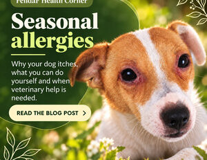 Seasonal allergies in dogs