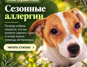 Сезонная аллергия у собак