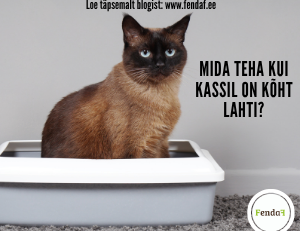 Kõhulahtisus kassil: millal jälgida ja millal loomaarsti juurde?