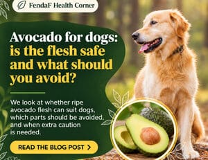 Avocado for dogs: is the flesh safe and what should you avoid?