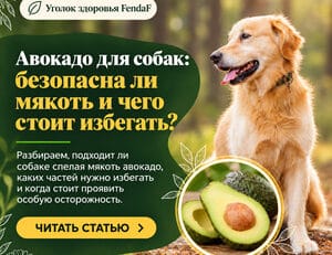 Авокадо для собак: безопасна ли мякоть и чего стоит избегать?