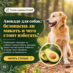 Авокадо для собак: безопасна ли мякоть и чего стоит избегать?