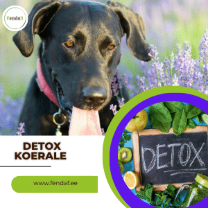 Detox koerale