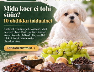 Mida koer ei tohi süüa: 10 ohtlikku toiduainet