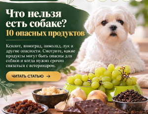 Что нельзя есть собаке? 10 опасных продуктов