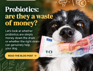 Natural Probiotics for Dogs: What to Choose?