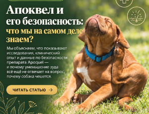Apoquel и его безопасность: что мы на самом деле знаем?
