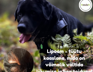 lipoom ehk rasvkasvaja