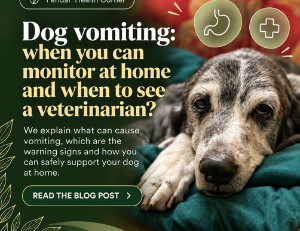 Dog vomiting: home care and warning signs