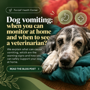 Dog vomiting: home care and warning signs