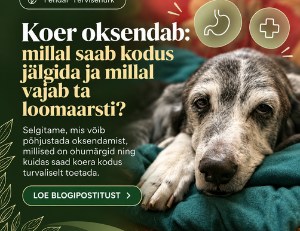 koer oksendab – kodune abi ja ohumärgid