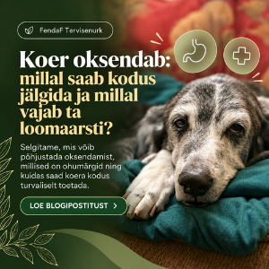 koer oksendab – kodune abi ja ohumärgid