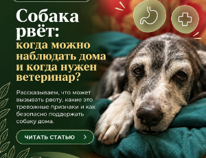 Рвота у собаки: домашняя помощь и тревожные признаки