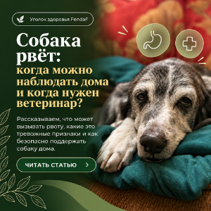 Рвота у собаки: домашняя помощь и тревожные признаки