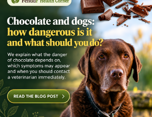 Chocolate toxicity risk for dogs