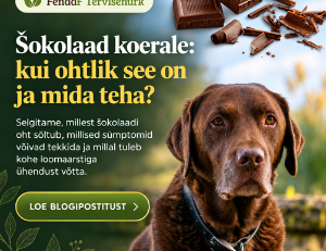 Koer sõi šokolaadi: kui ohtlik ja mida teha?