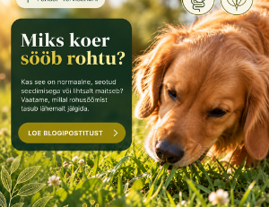 Miks koer sööb rohtu? Põhjused ja millal muretseda