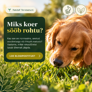 Miks koer sööb rohtu? Põhjused ja millal muretseda