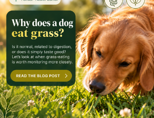 Why Does My Dog Eat Grass? Causes and When to Worry