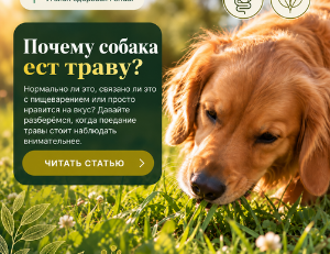 Почему собака ест траву? Причины и когда стоит беспокоиться