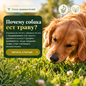 Почему собака ест траву? Причины и когда стоит беспокоиться