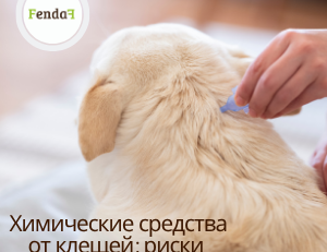 Химические средства от клещей для собак - риски и побочные реакции